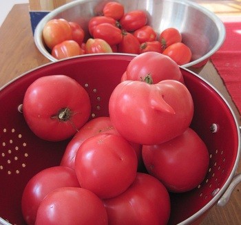 ripe tomatoes from small garden