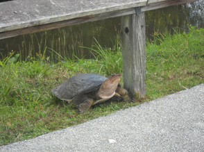 Mother Turtle reaches the Top of the Bank