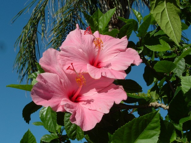 Pretty Pink Hibiscus Duo