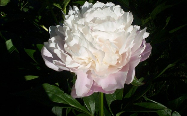 White Peony Flower Bloom 3