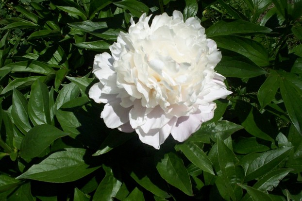 White Peony Flower Bloom 2