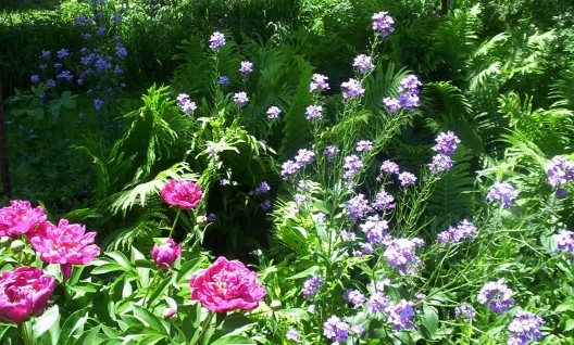 Phlox and Peony Flower Blooms