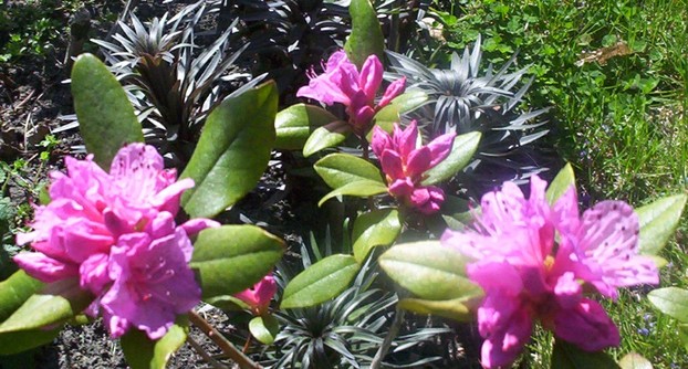 Rhododendron Flower Bloom 1