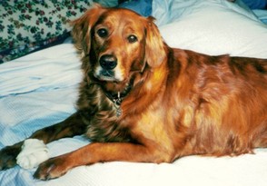 My puppy mill puppy, Abigail, I had her since she was five weeks old. 