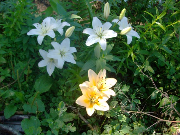 Lilies at Laughing Gnome Hollow