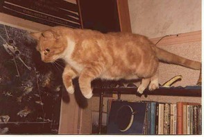 cat jumping off funrniture