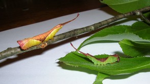 Furcula Moth Caterpillar
