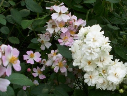 Miniature Pink and White Rose Blooms 1