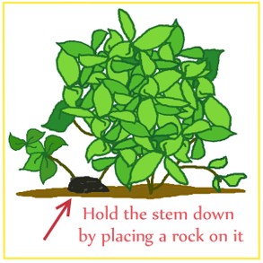 Hold the stem to the ground with a rock