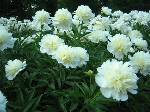 White Double Style Peony Flowers