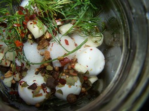 Pickling quail eggs