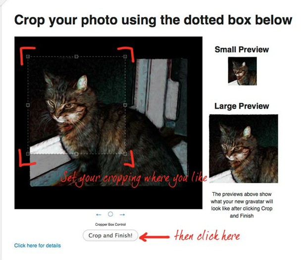 Cropping a cat image