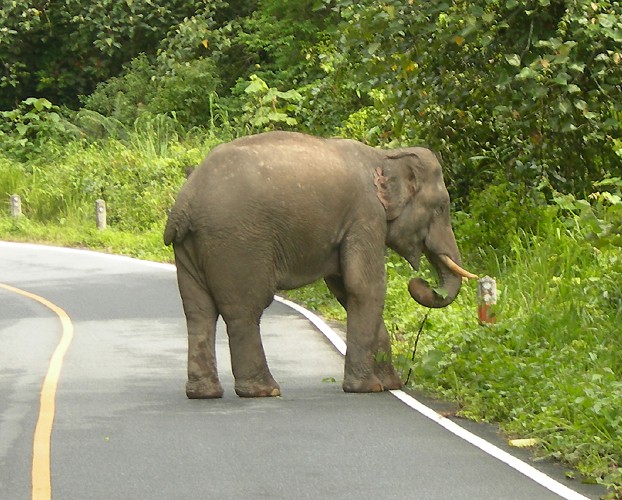 Asian Elephant Before Attack