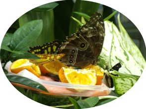 Butterfly Enjoying Juicy Fruit