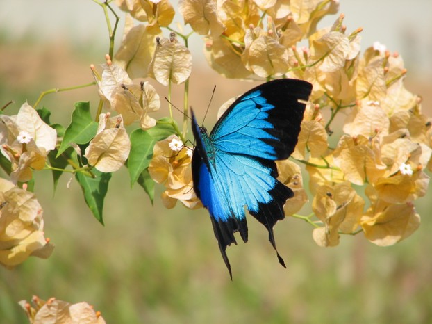 The Ulysses Butterfly resting on a flower