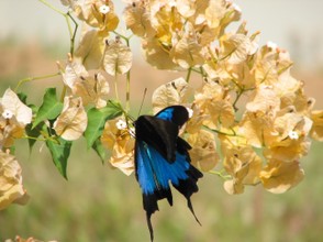 Ulysses Butterfly moving on yellow flower