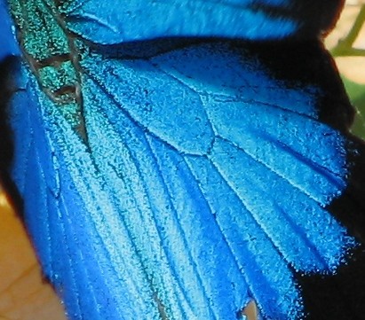 Ulysses Butterfly closeup of color