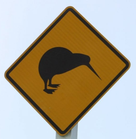 Kiwi Bird