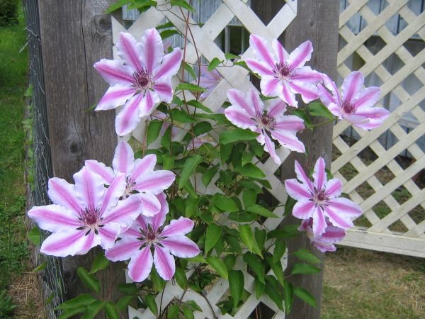 Nelly Moser clematis: the best flower display yet, and the vine reached the top of the trellis later on!