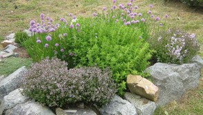 Thyme and chives in flower