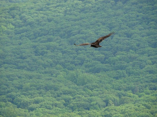 Hawk Dream