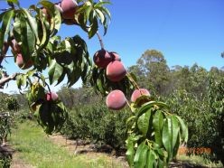 Areas like Stanthorpe grow delicious stone fruit.