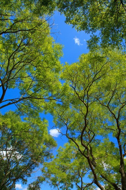 background-blue-branch-canopy-2837/