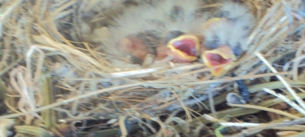 Our Baby Birds! We use these guys for speech practice!