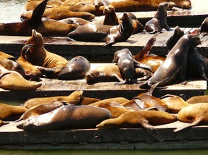 http://pixabay.com/en/crawl-seal-colony-seal-sea-lion-4910/