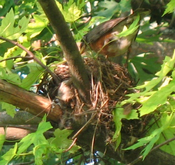 Close up of Robin's nest