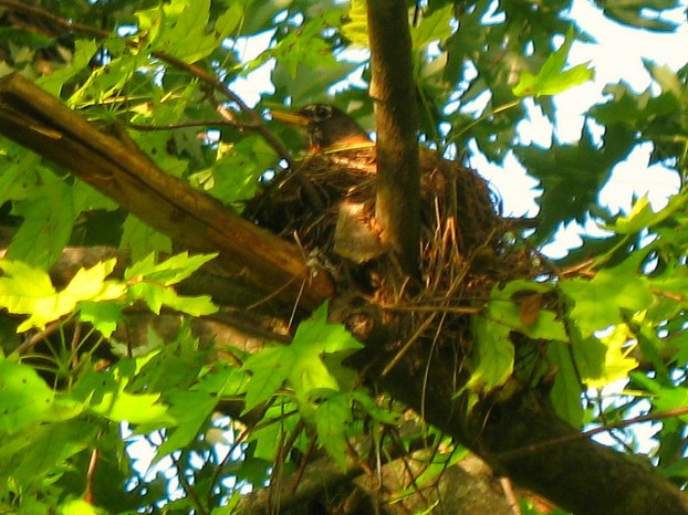 Mama Robin Sitting on the nest