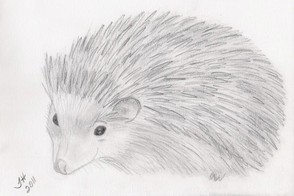 My Hedgehog, Michelangelo