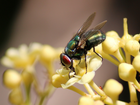 Closeup of a fly | First shots with my new Canon T3i