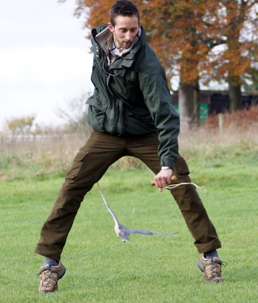 Action at the Hawk Conservancy as the Sony A390 catches a hawk flying between the handlers legs at full speed