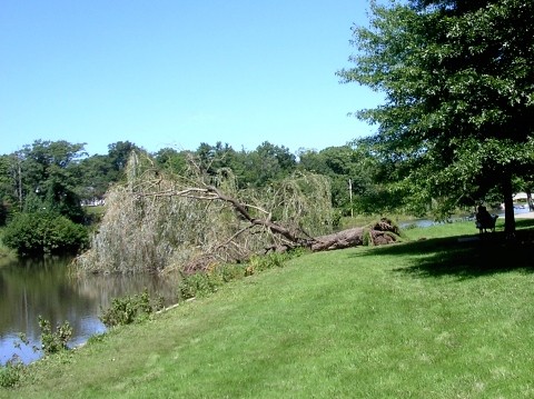 Falling Tree in the Park 