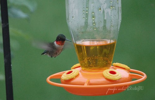 Hummingbird Coming to Drink