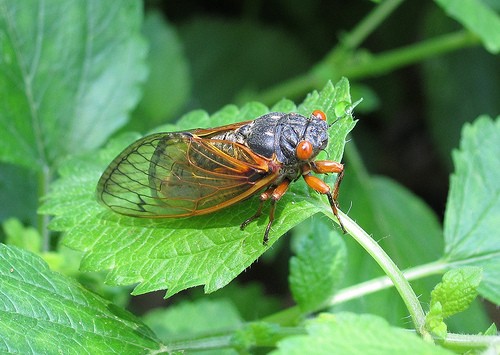 A Live Cicada