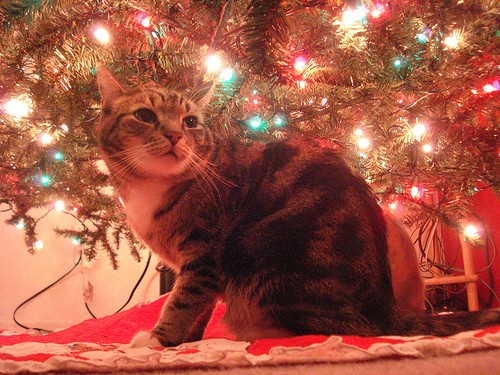Kitty Hiding Under the Christmas Tree