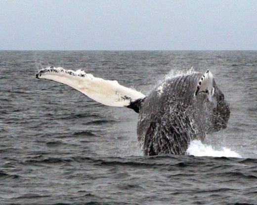 A whale on Cape Cod, as seen from one of the whale watches cruises that you can take from many towns in MA. Photo by Ric