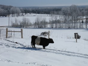 Belted Galloway Cows in the Snow