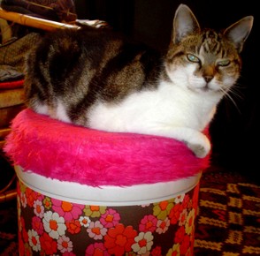 Cat on a pink 1970s pouffe