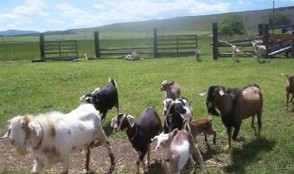 Homesteading and Homeschooling goats