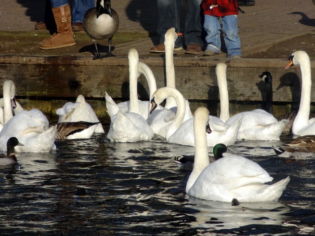 Feeding the birds ~ Kennet and  Avon Canal, Newbury