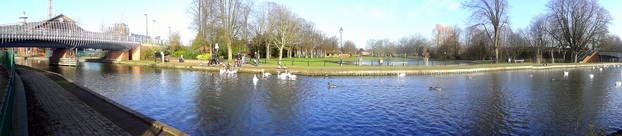 Sweep Panorama of the Swans and other birds on the Kennet and Avon Canal, Newbury.