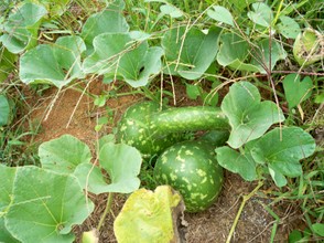 Hard Shell Gourds growing on vines