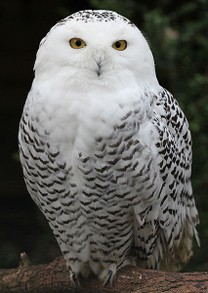 Female Snowy Owl (CC) pe_ha45