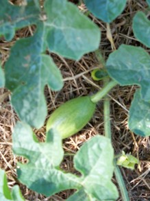 Young Watermelon fruit growing on the vine