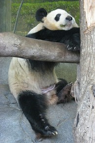 The Memphis Zoo has Pandas