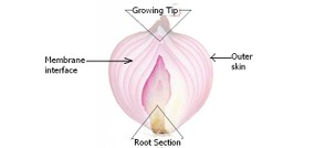 Anatomy of the onion bulb