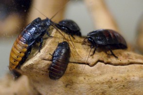 Cockroaches Can be a Cause of Disease and Annoyance.